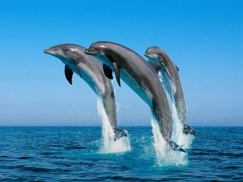 Jumping_Bottlenose_Dolphins