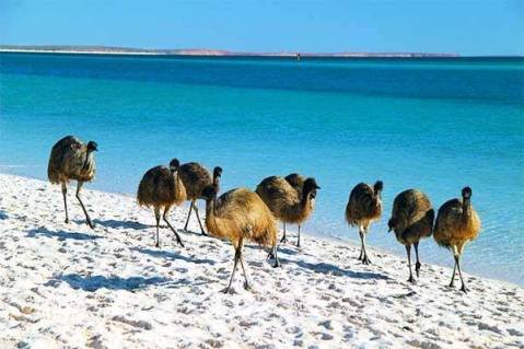 mob of emus
